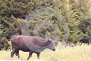 A  wild Longhorn cow at Grayson Highlands State Park with the Appalachian Mountains in the Background