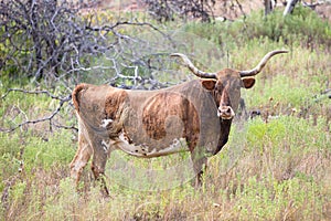 Wild longhorn cow in horizontal photograph