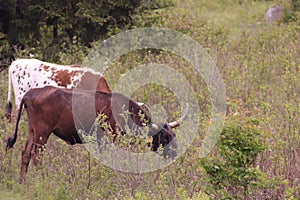 A  wild Longhorn at Grayson Highlands State Park with the Appalachian Mountains in the Background