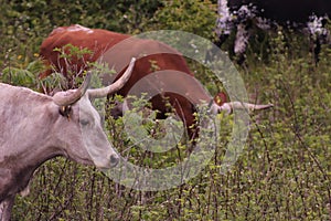 A  wild Longhorn at Grayson Highlands State Park with the Appalachian Mountains in the Background