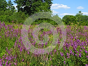 Wild Loosestrife in Campbell Meadows wetland