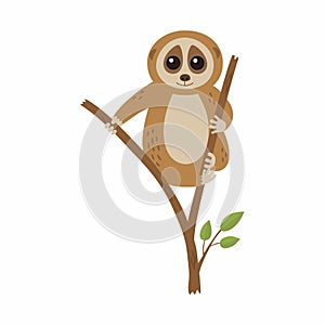 Wild loris on the branch. Vector illustration