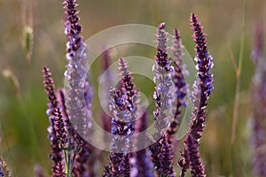 Wild lupine in the backlight of the setting sun