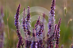 Wild lupine in the backlight of the setting sun