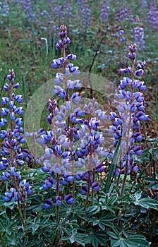 Wild Lupine blooms in the early morning fog