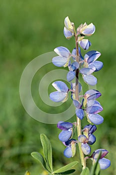 Wild lupine lupinus perennis