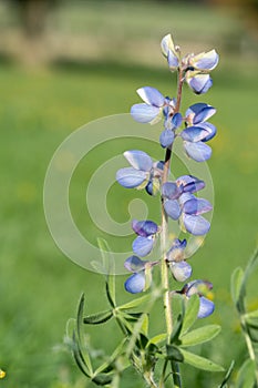 Wild lupine lupinus perennis