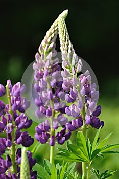 Wild Lupines