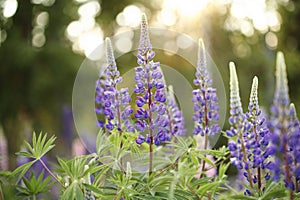 Wild Lupines