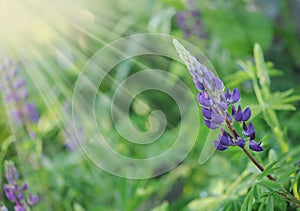 Wild Lupines