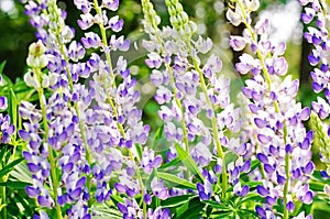 Wild lupines