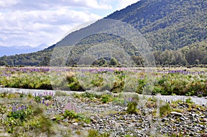 Wild Lupines along the Eglinton River