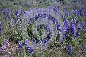 Wild Lupines In Colorado