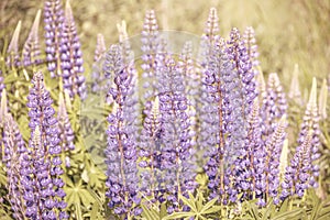 The Wild lupines flowers in detail