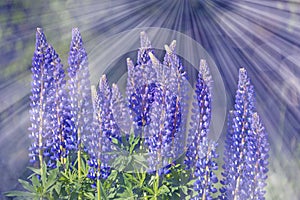 Wild lupines flowers
