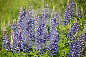 Wild lupines flowers