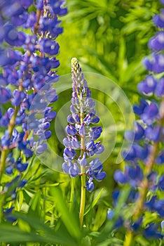 Wild lupines flowers