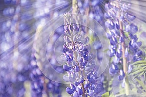 Wild lupines flowers