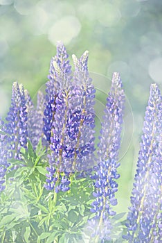 Wild lupines flowers