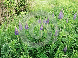 Wild lupines in the grass