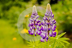 Wild lupines growing in Black Forest, blue, purple lupine blossom flowers on the meadowSelective focus. Copy space