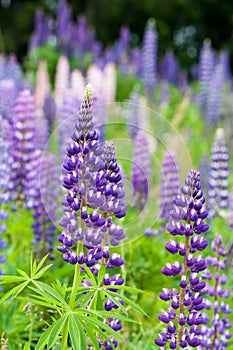 Wild lupines growing in Black Forest