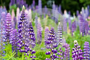 Wild lupines