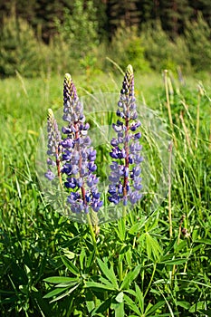 Wild lupines on the meadow