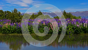 Wild Lupines Omarama New Zealand