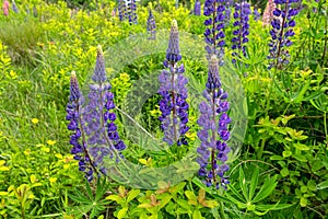 Wild lupines