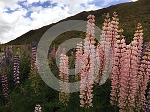 Wild Lupins