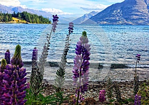 Wild Lupins