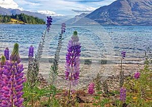 Wild Lupins