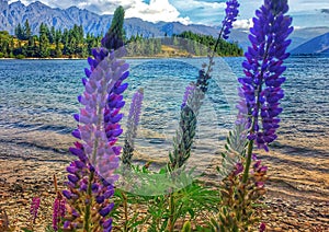 Wild Lupins