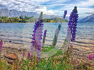 Wild Lupins