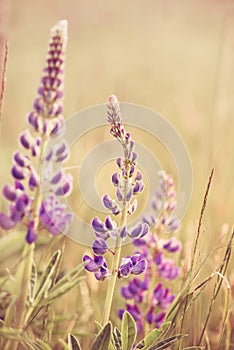 Wild Lupins