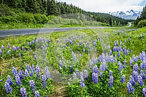 Wild lupins along the Richardson Highway through the Delta Mountains of Alaska. Spring bloom of purple wildflowers