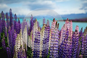 Wild lupins growing along the shore of Lake Tekapo in New Zealand