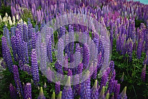 Wild lupins growing along the shore of Lake Tekapo in New Zealand