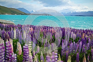 Wild lupins growing along the shore of Lake Tekapo in New Zealand