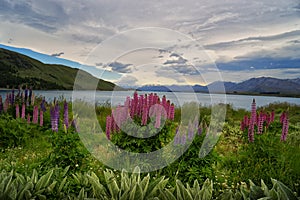 Wild Lupines and Lake Pukaki