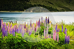 Wild Lupines and Lake Pukaki New Zealand