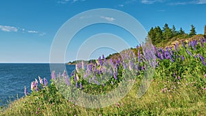 Wild Lupins Nova Scotia