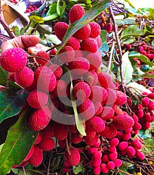 wild lychee or Kolan, Thai fruit, red fruit, clear white flesh