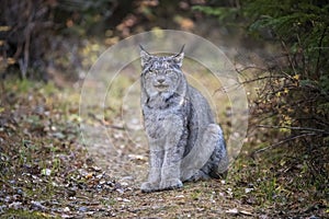 Wild Lynx Manitoba