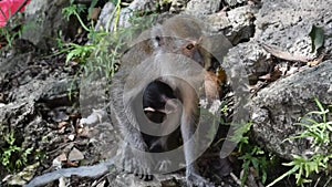 A wild macaque monkey with her baby monkey in the Batu Caves near Kuala Lumpur, Malaysia, Monkeys in Batu Caves