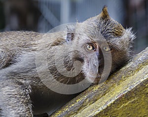 Wild Macaque Monkey Laying Down