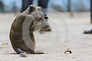 Wild macaque monkey scavenging for food in Malaysia