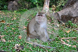 Wild Macaque monkey sitting in the grass in the park