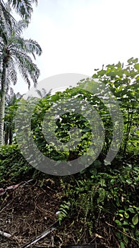 wild macarange gigantea trees growing within the bushy meadow.
